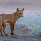 Vulpes vulpes - Rotfuchs bei Frost 