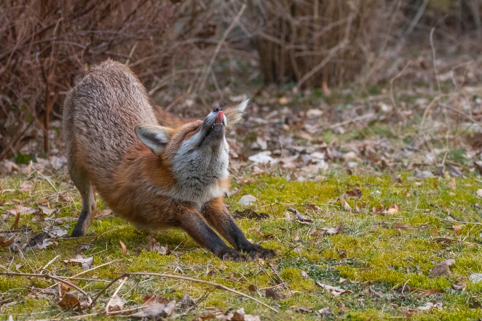 Vulpes vulpes - Rotfuchs beim Yoga 