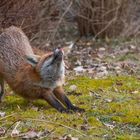 Vulpes vulpes - Rotfuchs beim Yoga 