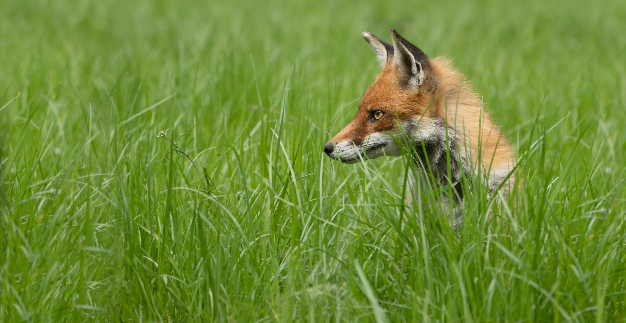 Vulpes vulpes - Rotfuchs 