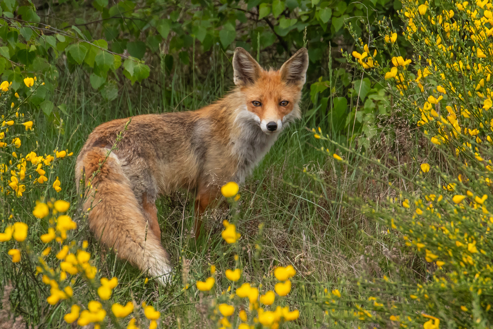 Vulpes vulpes- Rotfuchs