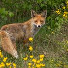 Vulpes vulpes- Rotfuchs