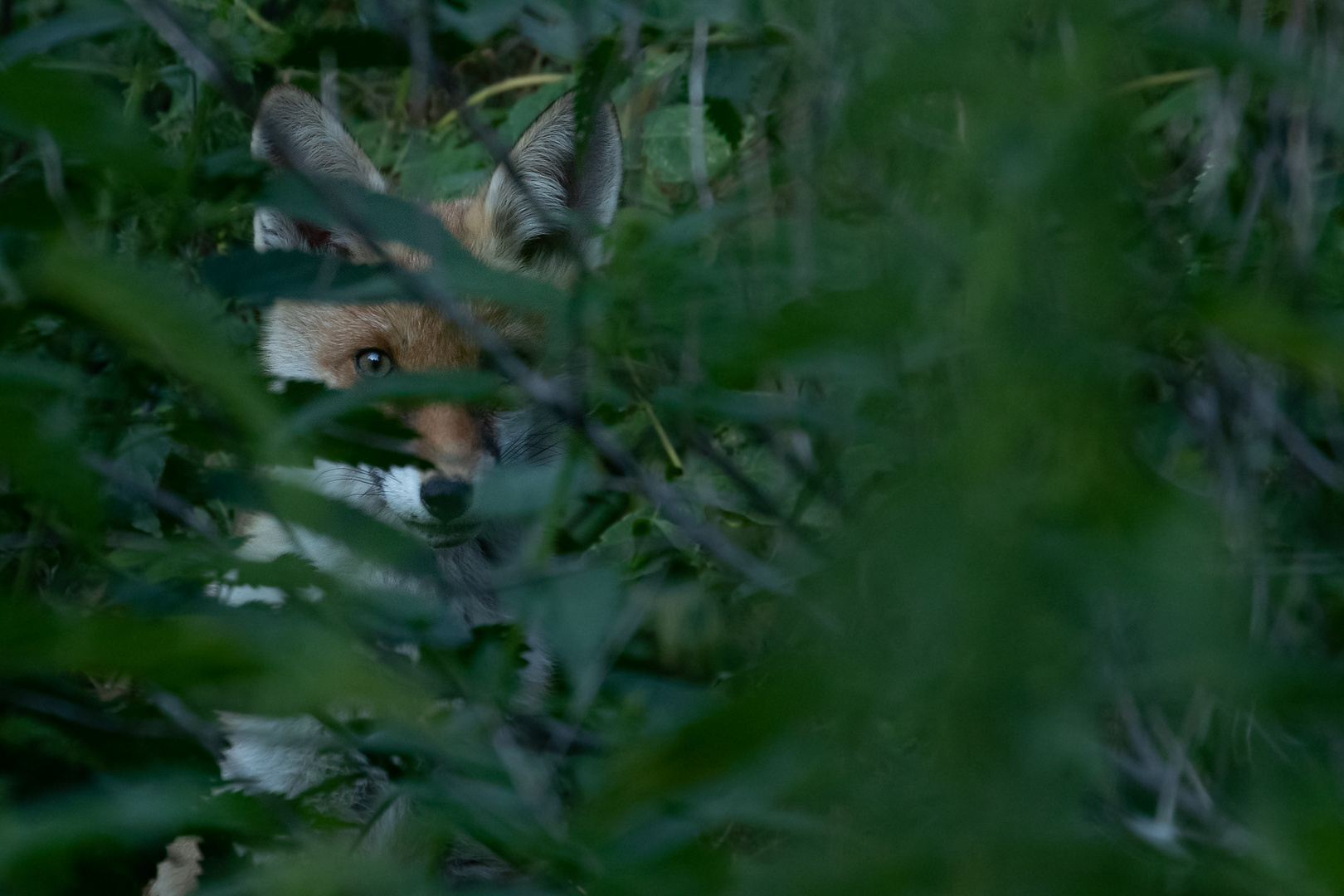 Vulpes vulpes - Rotfuchs  - der Beobachter 