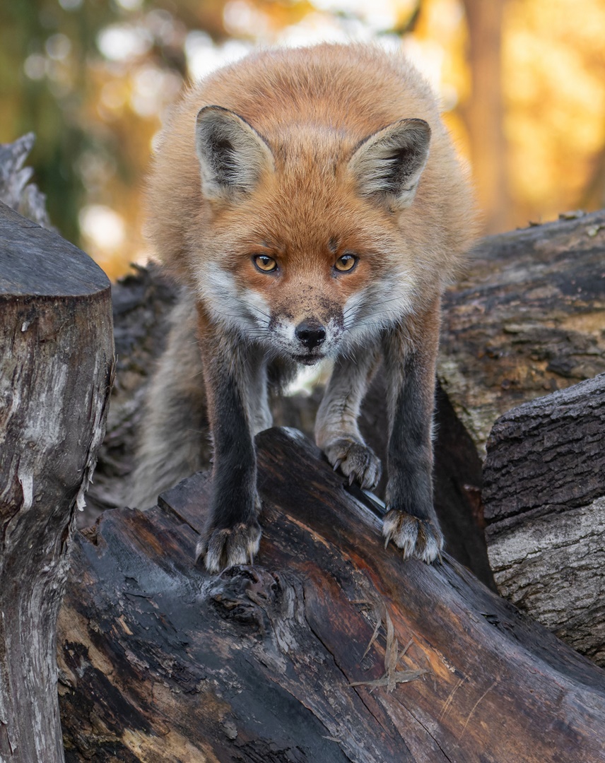 Vulpes vulpes - Rotfuchs - Erdnase