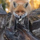 Vulpes vulpes - Rotfuchs - Erdnase