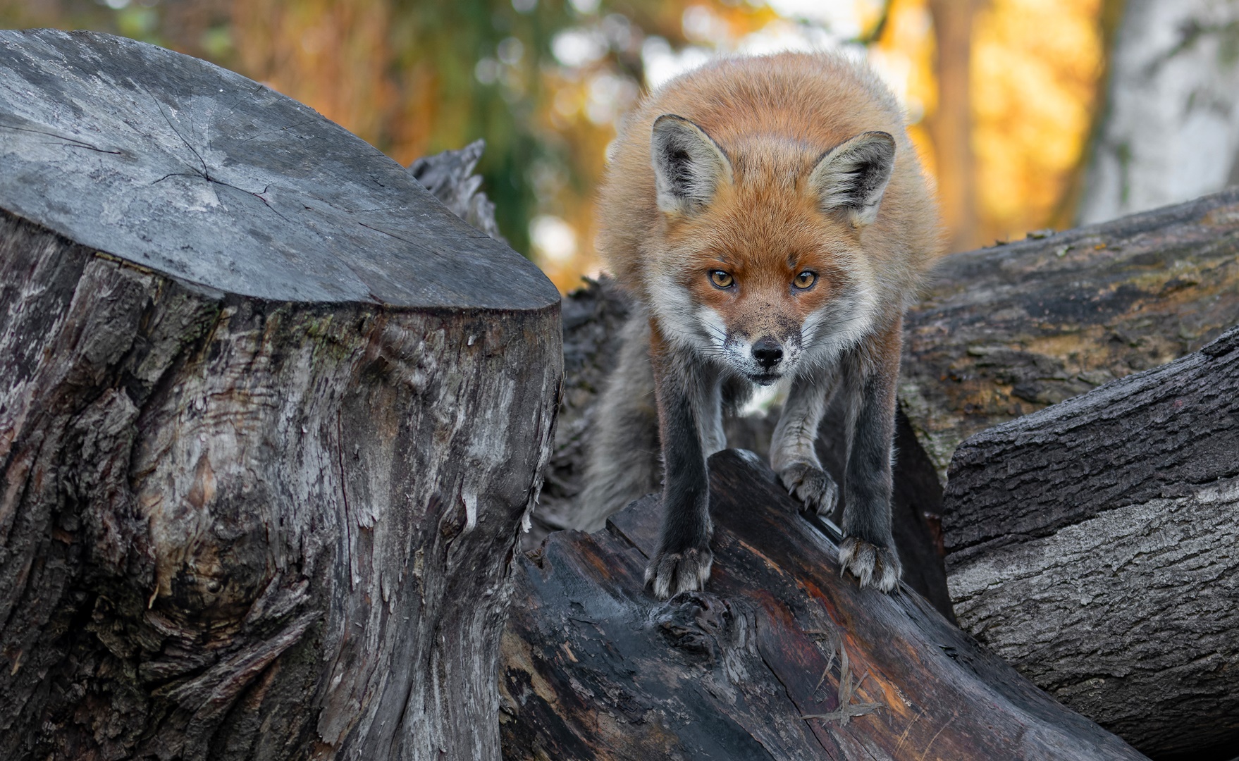 Vulpes vulpes - Rotfuchs ,  Erdnase