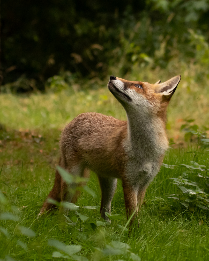 Vulpes vulpes - Rotfuchs 