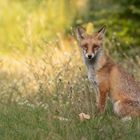 Vulpes vulpes - Rotfuchs 