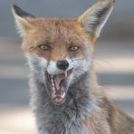 Vulpes vulpes - Rotfuchs - Foxy