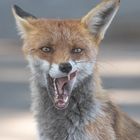 Vulpes vulpes - Rotfuchs - Foxy