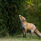 Vulpes vulpes - Rotfuchs frisst Arillen 