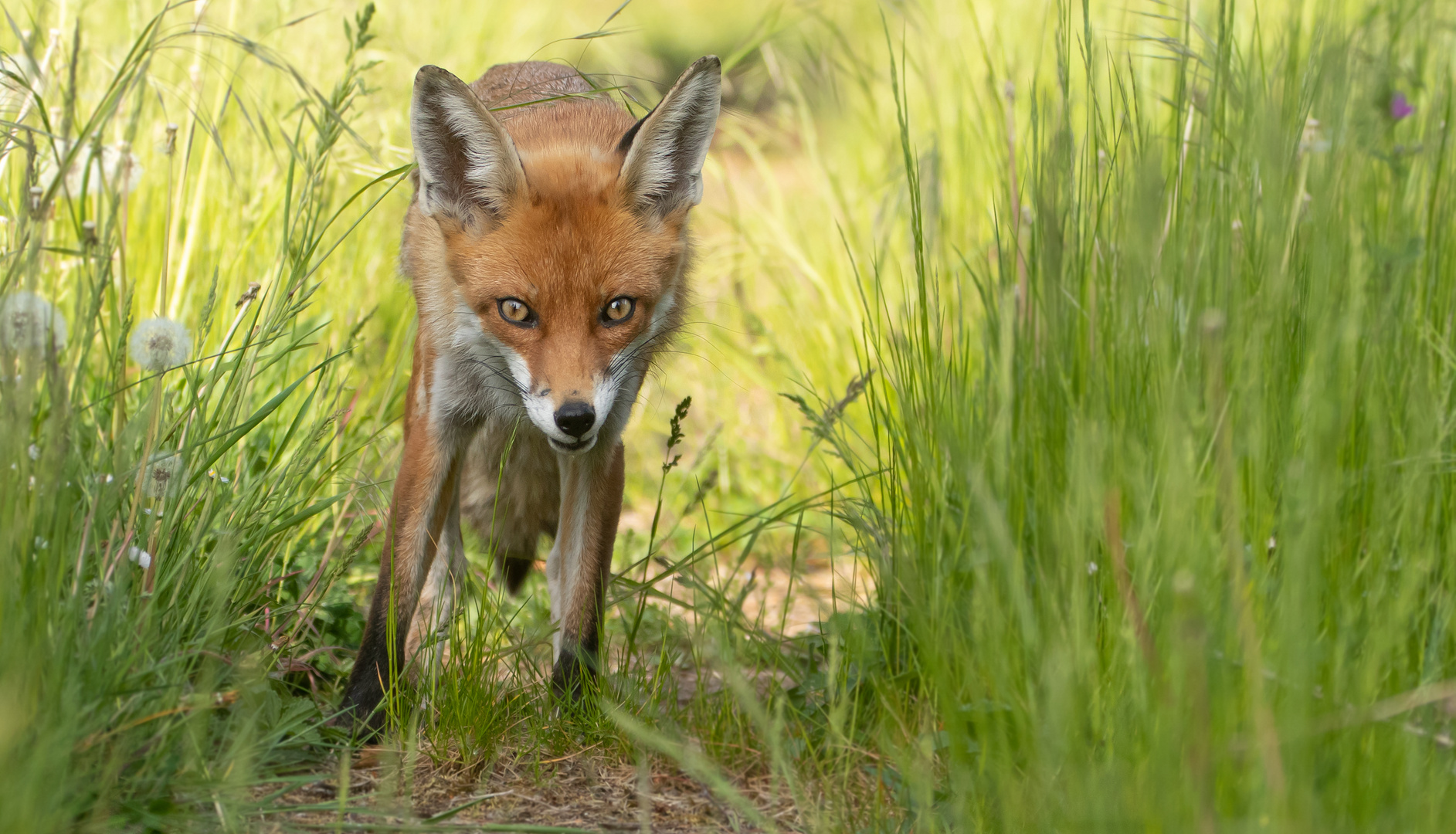 Vulpes vulpes - Rotfuchs - Hypnotic Eyes