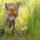 Vulpes vulpes - Rotfuchs - Hypnotic Eyes