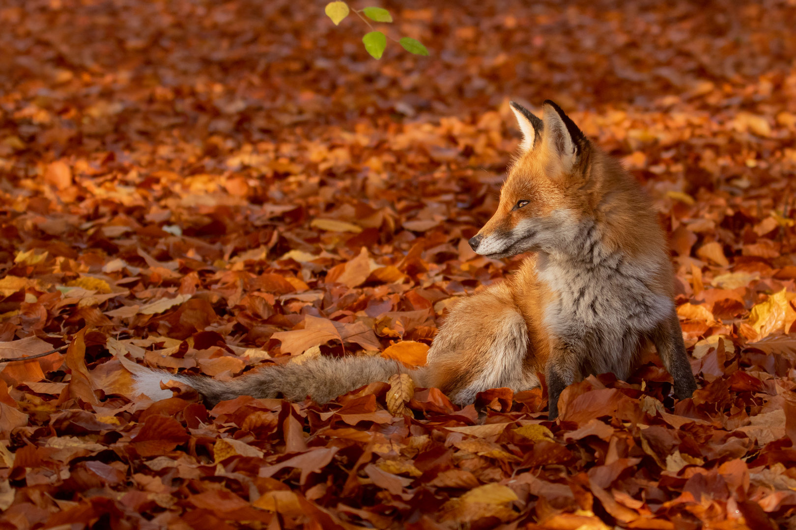 Vulpes vulpes - Rotfuchs im Herbst 