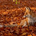 Vulpes vulpes - Rotfuchs im Herbst 