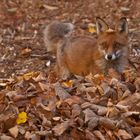 Vulpes vulpes - Rotfuchs im Herbstlaub  