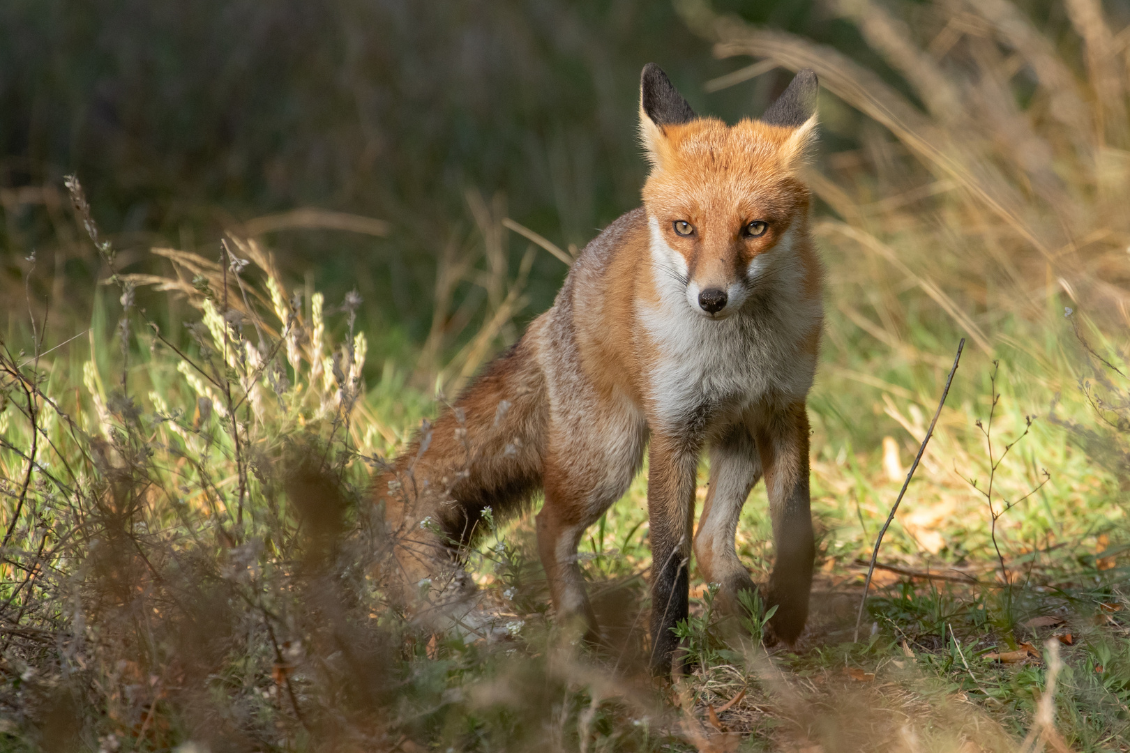 Vulpes vulpes  - Rotfuchs im Licht