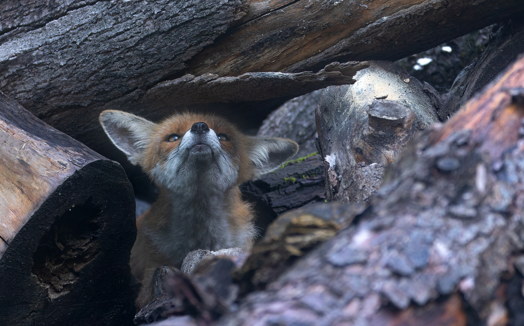 Vulpes vulpes - Rotfuchs  im Sturm 