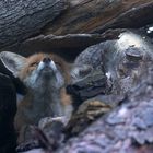 Vulpes vulpes - Rotfuchs  im Sturm 