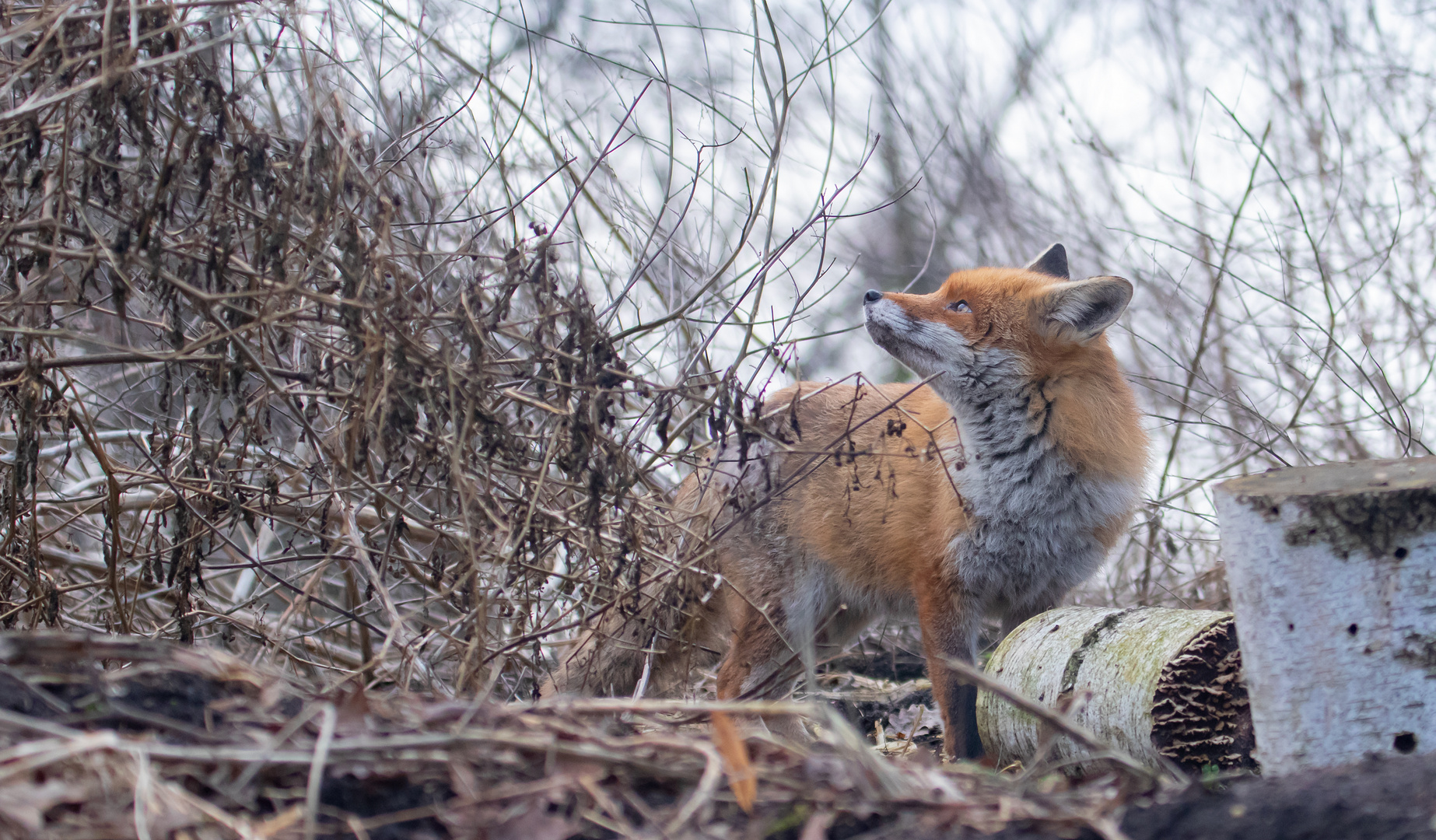 Vulpes vulpes - Rotfuchs im Winter