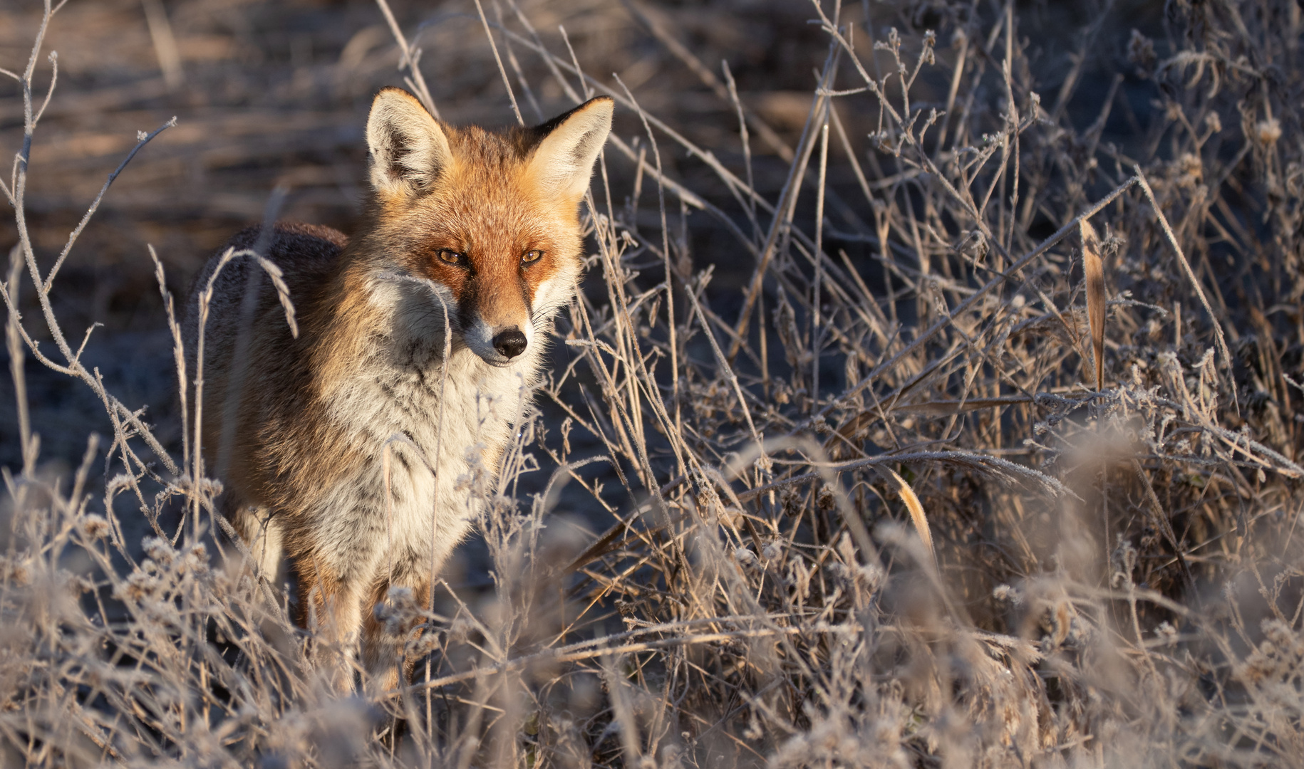 Vulpes vulpes - Rotfuchs  im Winter