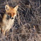 Vulpes vulpes - Rotfuchs  im Winter