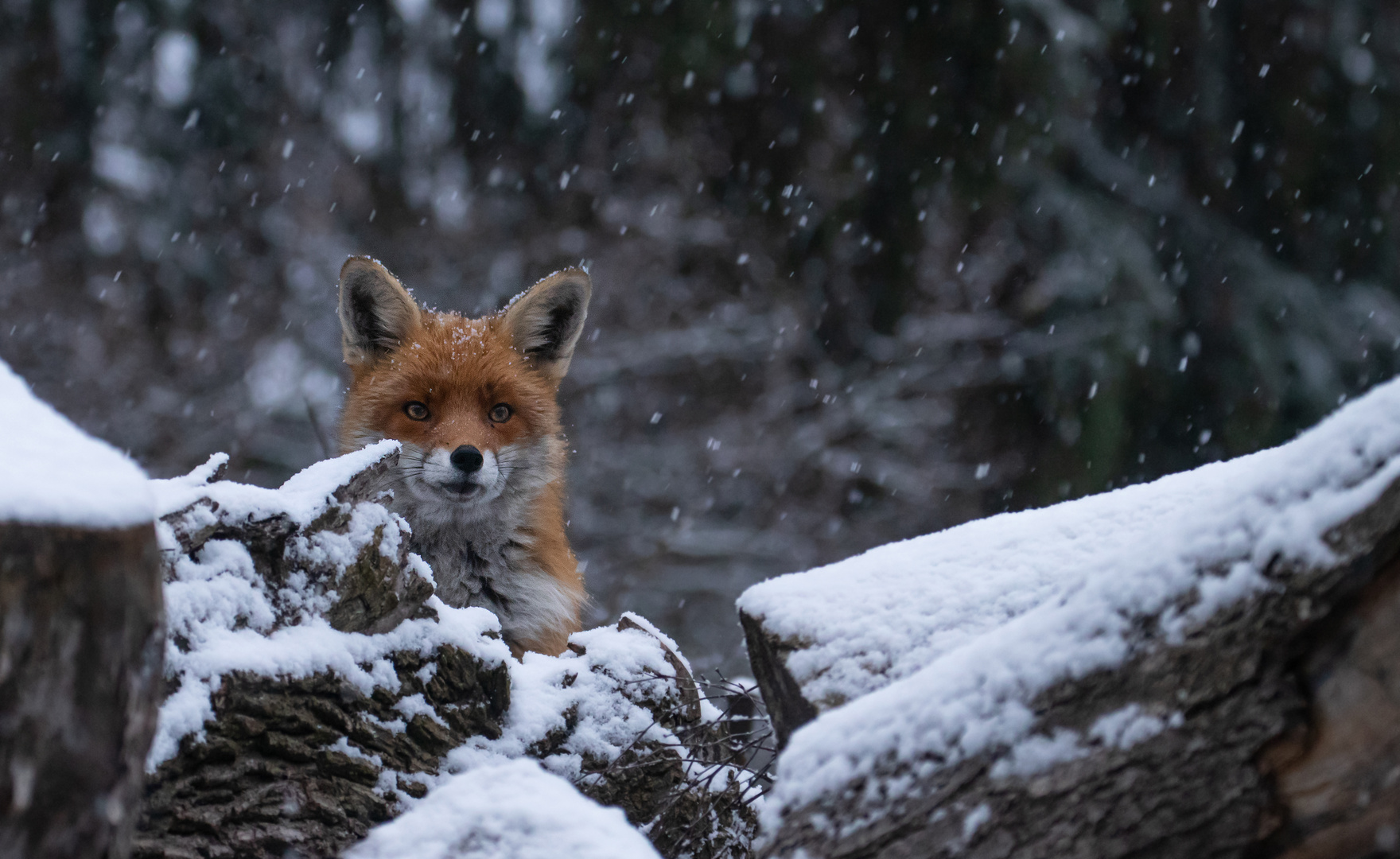 Vulpes vulpes  - Rotfuchs im Winter