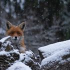 Vulpes vulpes  - Rotfuchs im Winter