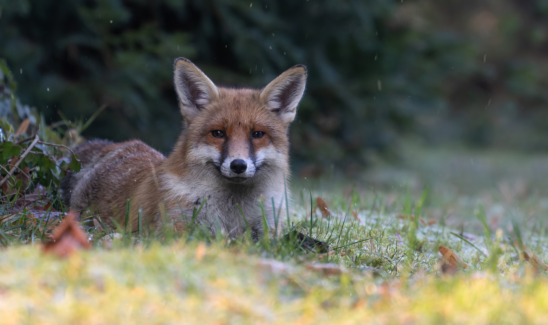 Vulpes vulpes - Rotfuchs  im Winter liegend 