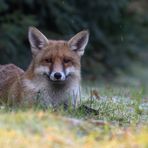 Vulpes vulpes - Rotfuchs  im Winter liegend 