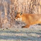 Vulpes vulpes - Rotfuchs  im Winter - Teil 1 von 4 