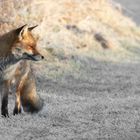 Vulpes vulpes  - Rotfuchs  im Winter  Teil 2 von 4