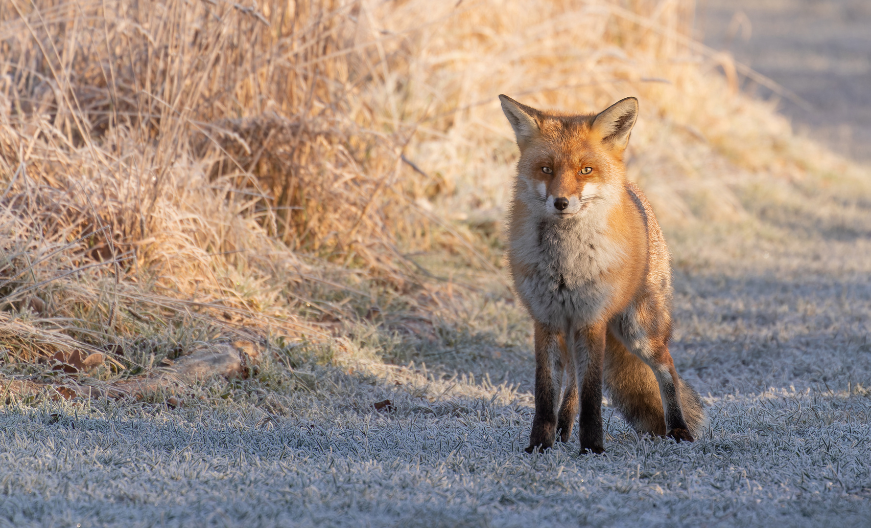 Vulpes vulpes - Rotfuchs im Winter Teil 3 von 4