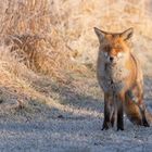 Vulpes vulpes - Rotfuchs im Winter Teil 3 von 4