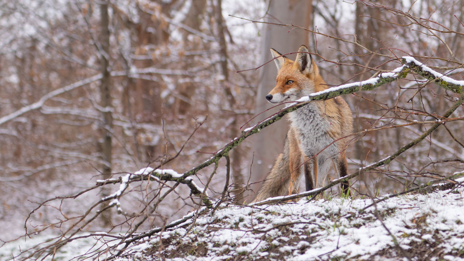 Vulpes vulpes - Rotfuchs im winterlichen Umfeld 