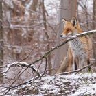 Vulpes vulpes - Rotfuchs im winterlichen Umfeld 