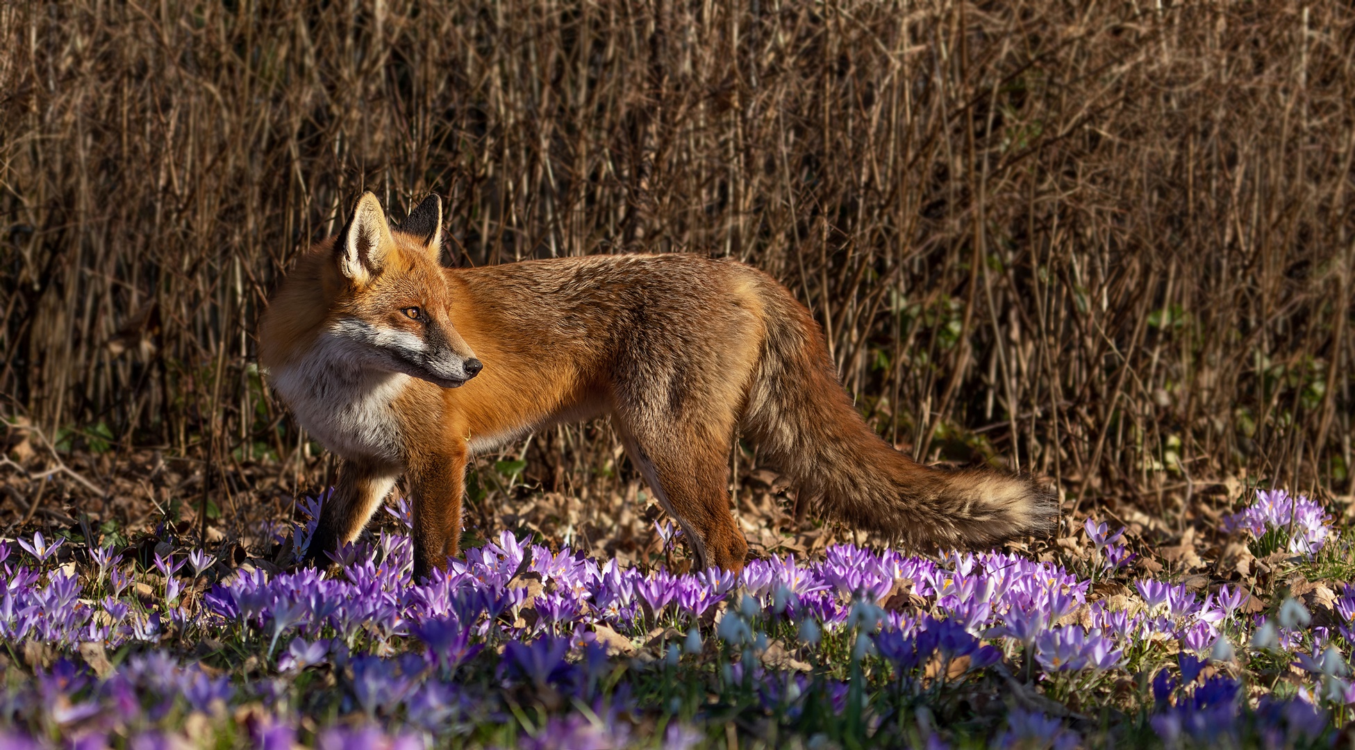 Vulpes vulpes  - Rotfuchs in den Krokussen 