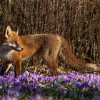 Vulpes vulpes  - Rotfuchs in den Krokussen 