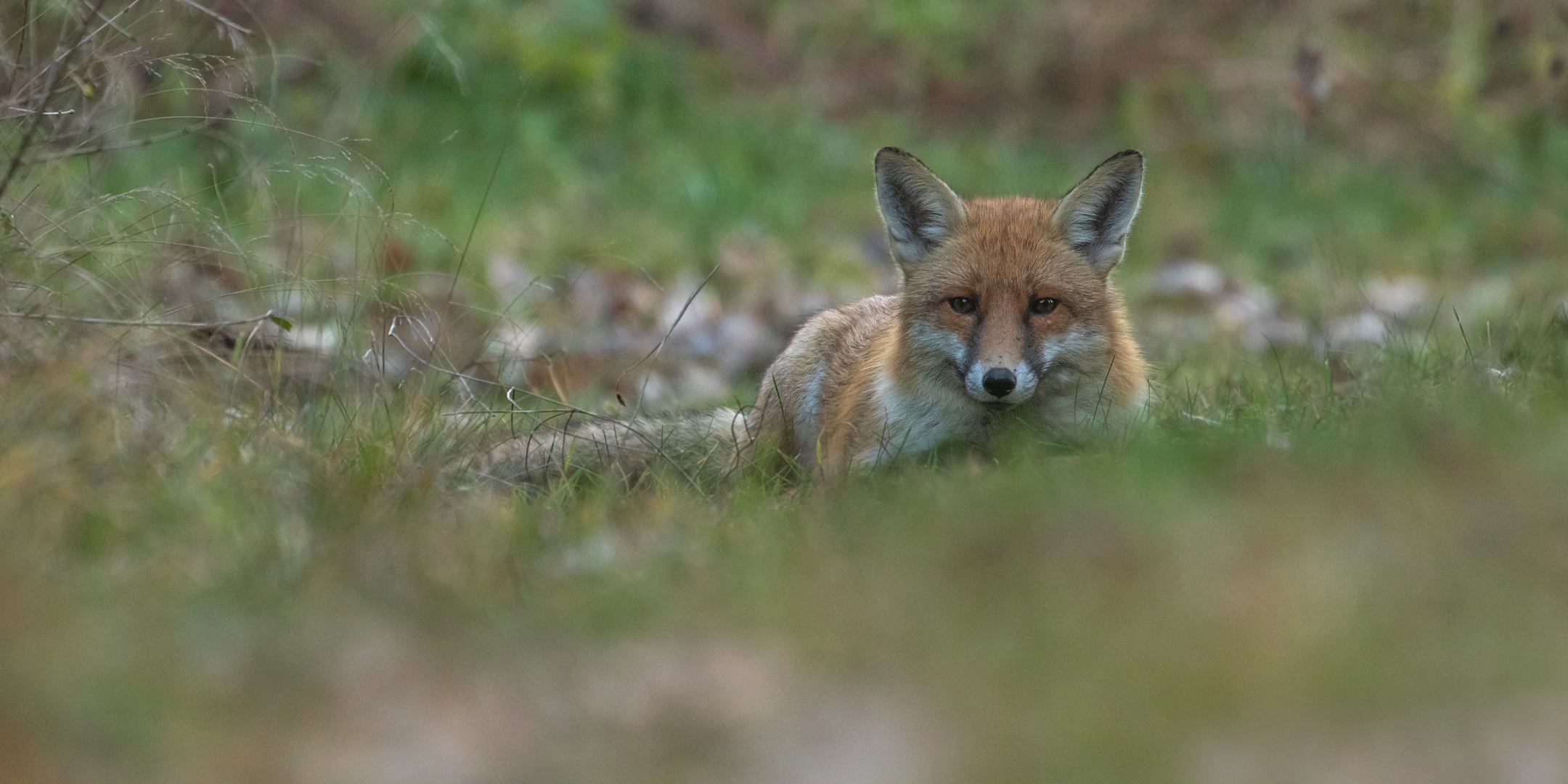 Vulpes vulpes  - Rotfuchs  in der Dämmerung 