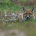 Vulpes vulpes  - Rotfuchs  in der Dämmerung 