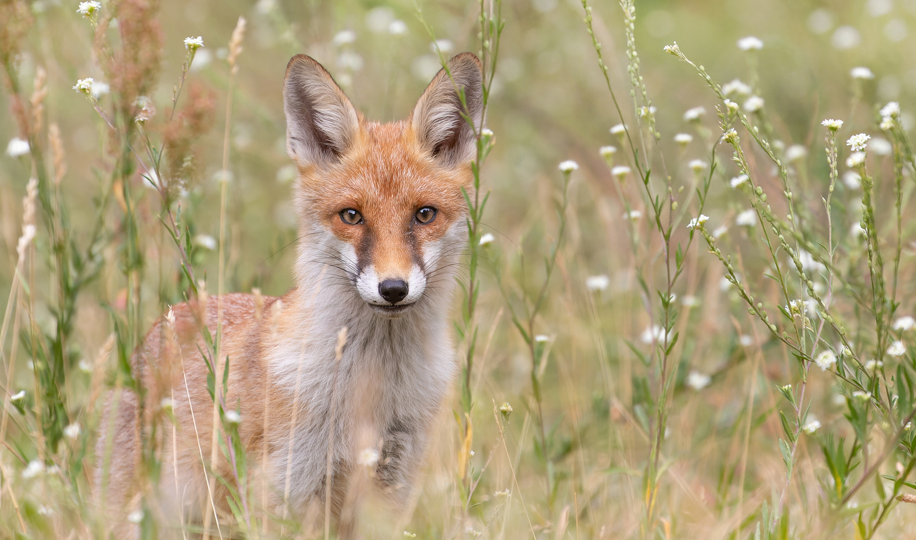 Vulpes vulpes, Rotfuchs in  der Mittwochsblümchenwiese