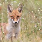 Vulpes vulpes, Rotfuchs in  der Mittwochsblümchenwiese