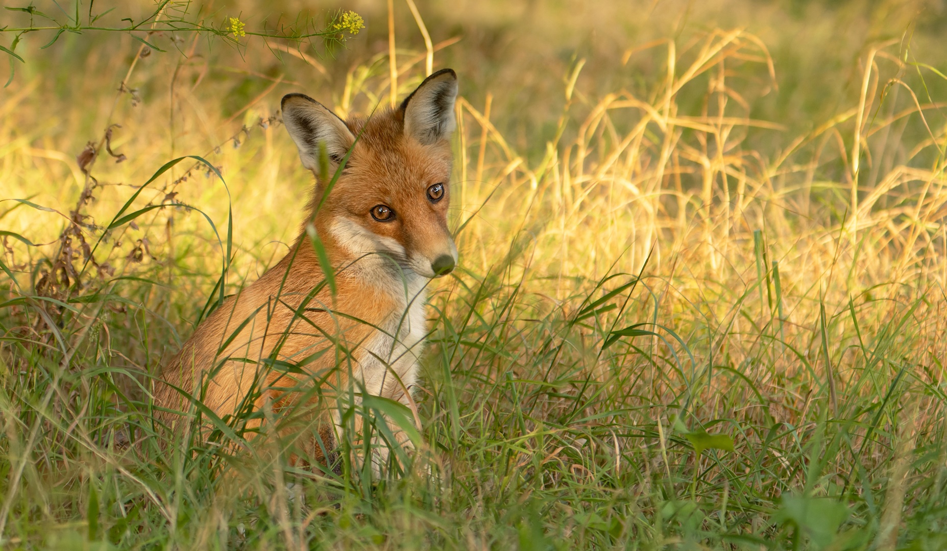 Vulpes vulpes - Rotfuchs in Gold 