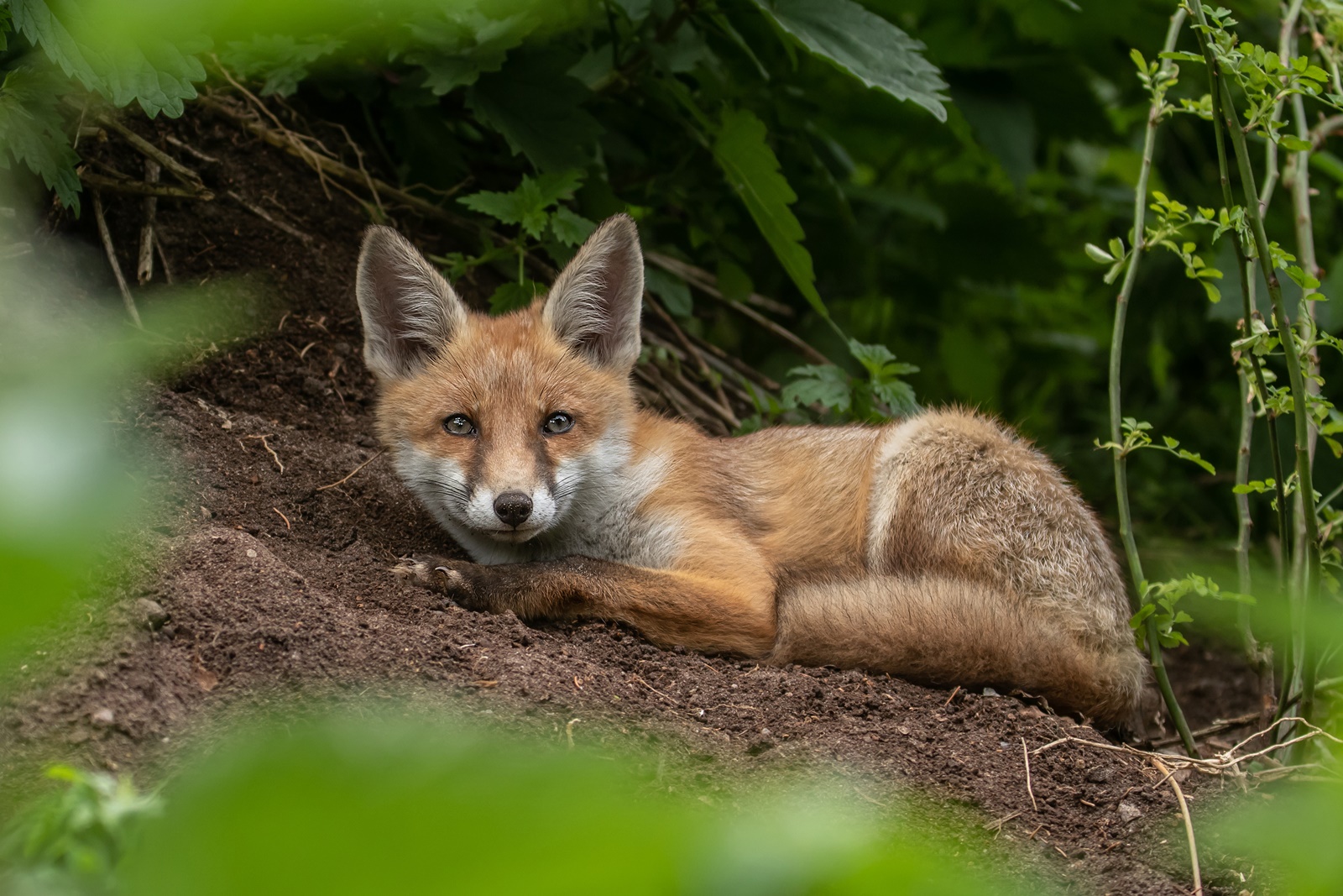 Vulpes vulpes - Rotfuchs - junge Fähe 