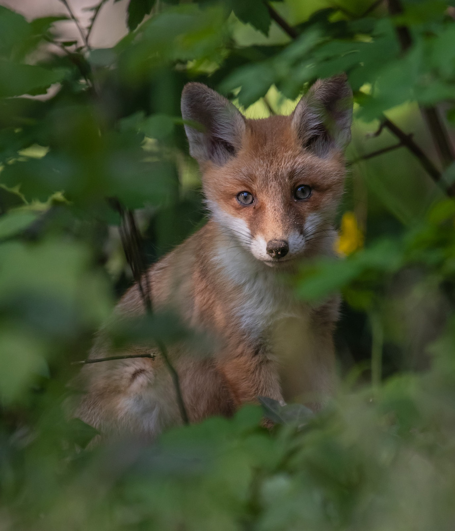 Vulpes vulpes - Rotfuchs   junge Lady