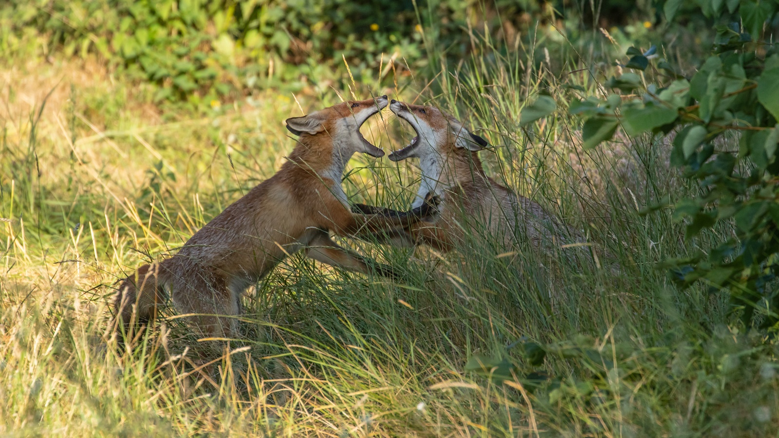 Vulpes vulpes - Rotfuchs- Kräftemessen - Rangkampf