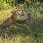 Vulpes vulpes - Rotfuchs- Kräftemessen - Rangkampf