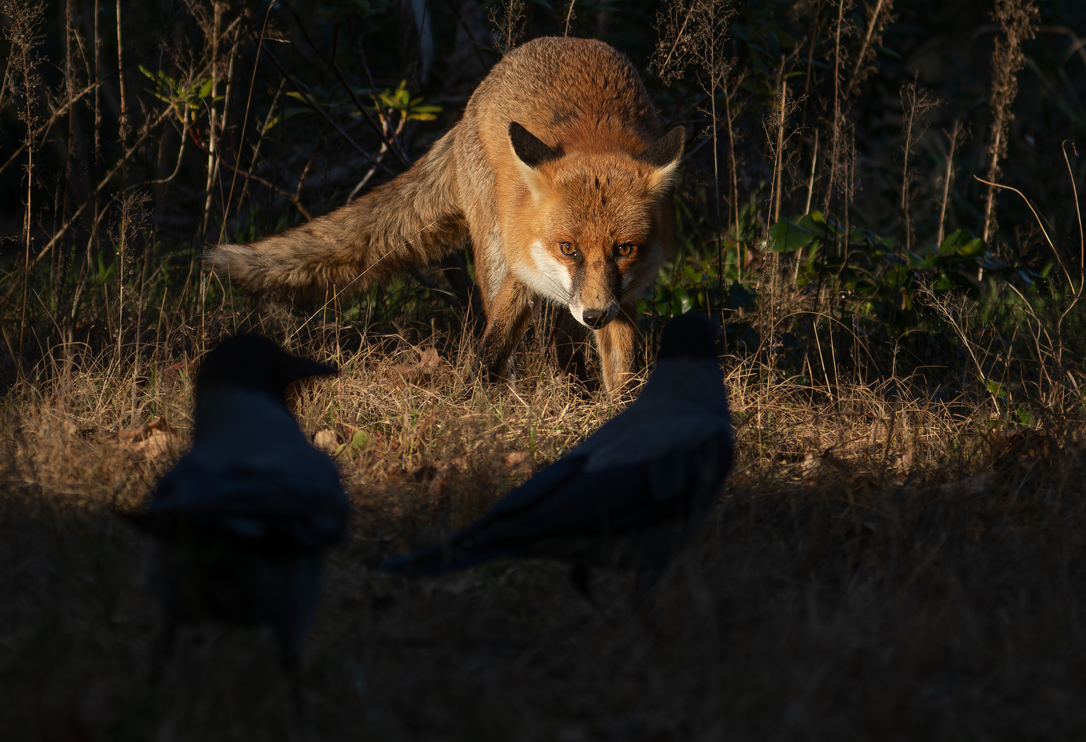 Vulpes vulpes, Rotfuchs  mit Corvus cornix, Nebelkrähen