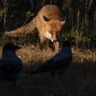 Vulpes vulpes, Rotfuchs  mit Corvus cornix, Nebelkrähen