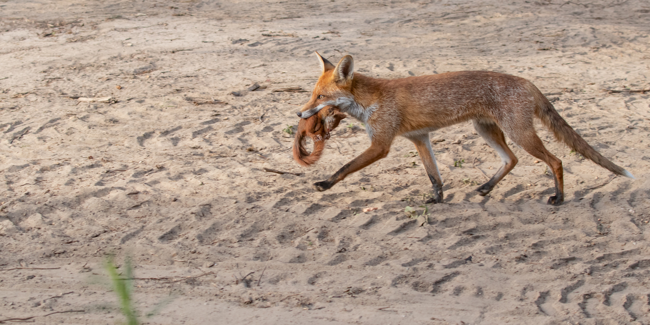 Vulpes vulpes - Rotfuchs mit Eichhörnchen 